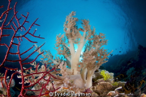 Soft coral tree in sunshine
 by Iyad Suleyman 
